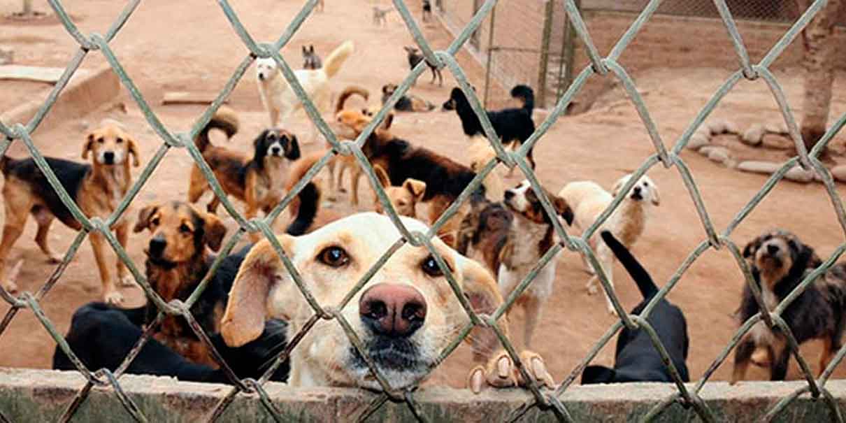 Proponen eliminar IVA a medicinas y comida para mascotas: estos serán sus posibles impactos