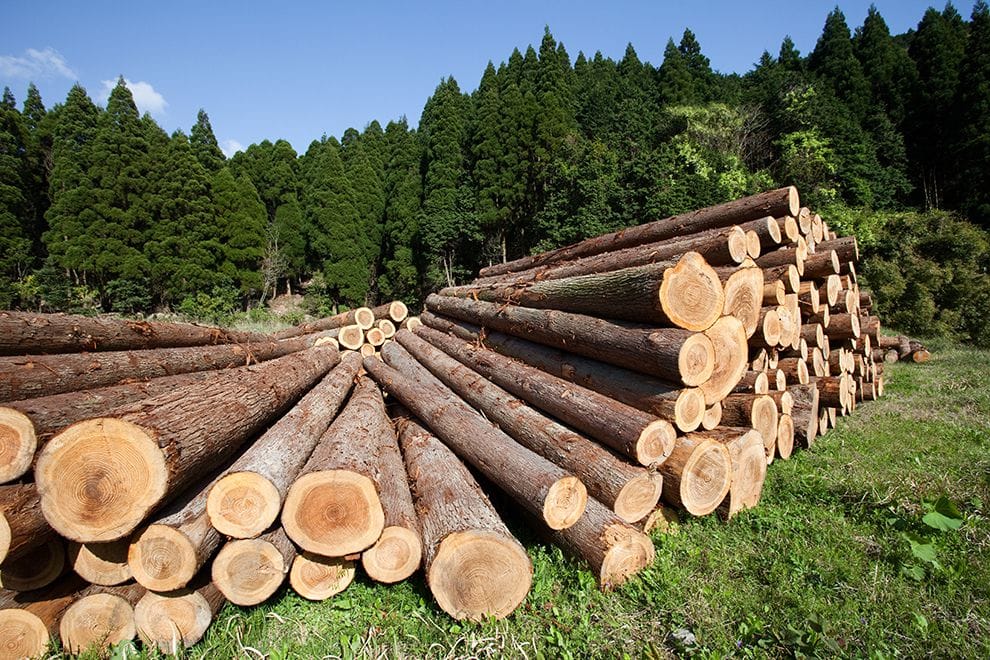 Analizan tipificar como delito la tala ilegal en Morelos mediante reformas ambientales para proteger ecosistemas y Áreas Naturales Protegidas.