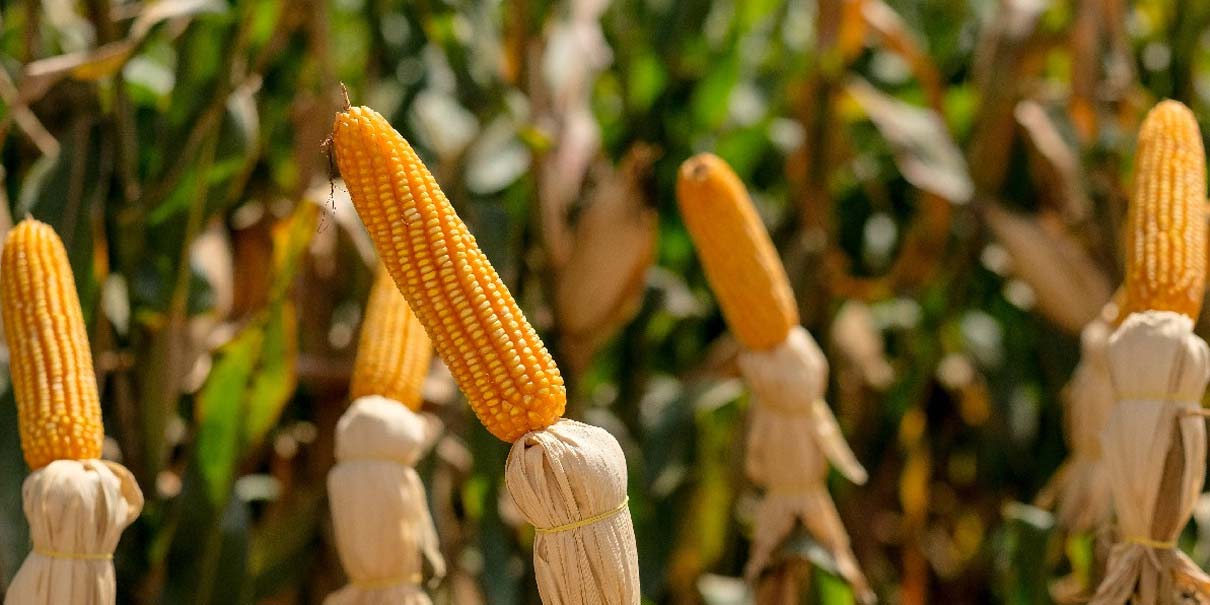 México rompe récord de importación de maíz en la primera mitad de 2026