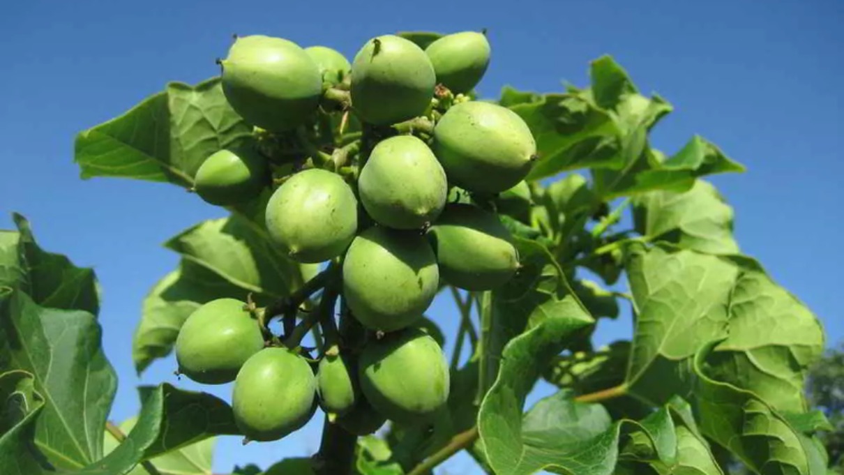 Jatropha Curcas