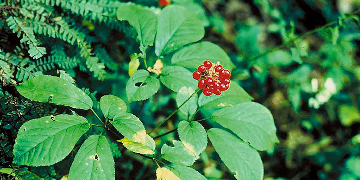 Panax ginseng