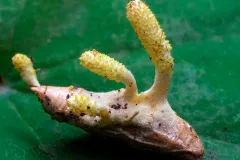 Científicos mexicanos descubren el hongo ‘Cordyceps mexicana’, con potencial farmacéutico