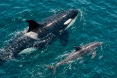 El hallazgo científico que rompe un esquema natural. Orcas y delfines cazan en colaboración