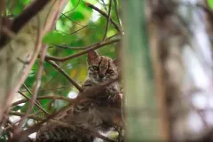 El gato 'Tilcayo' de Bolivia que resultó ser una nueva especie
