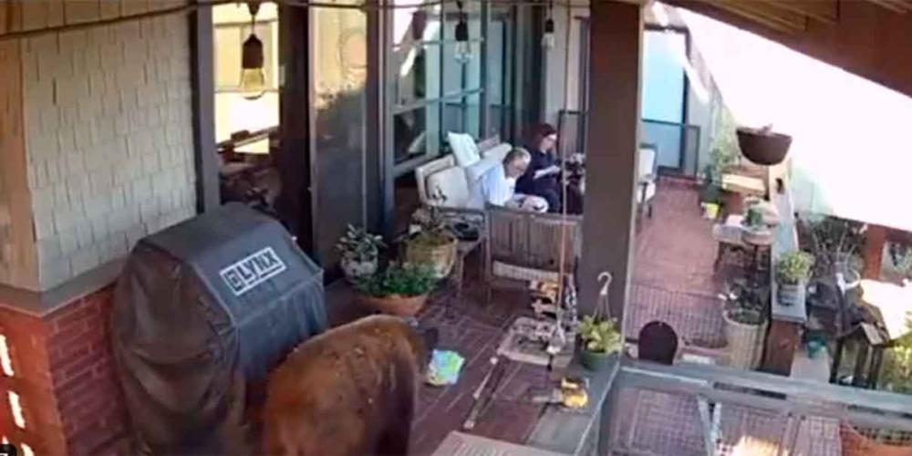 VIDEO. ¡Prioridades! Mujer rescata primero a su perro de un oso antes que a su esposo