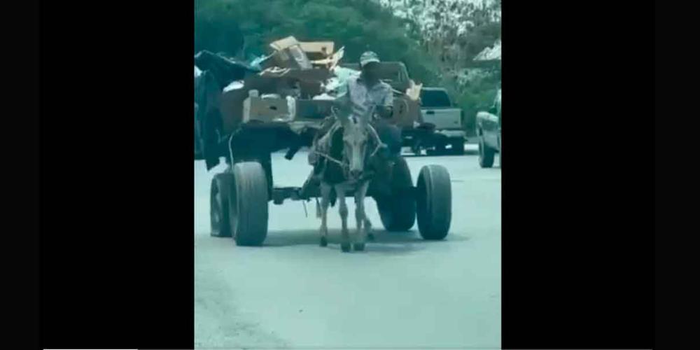  VIDEO. Rescatan a burro carretonero, no podía ni caminar por el sobrepeso 