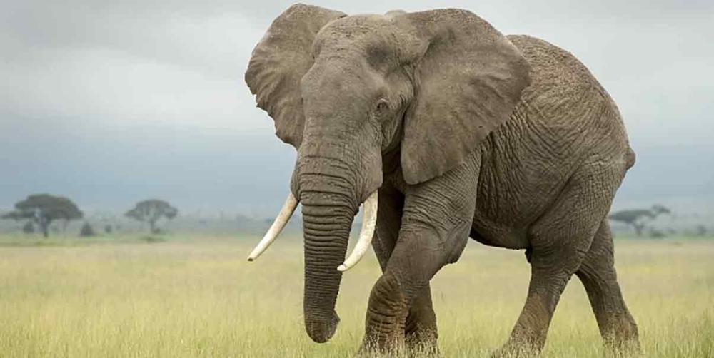 Elefante mata a joven por haber lanzado piedras a su manada en la India