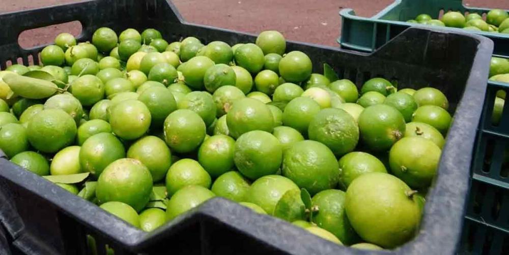 Paro de productores de limón en Michoacán en protesta por cuotas del crimen organizado