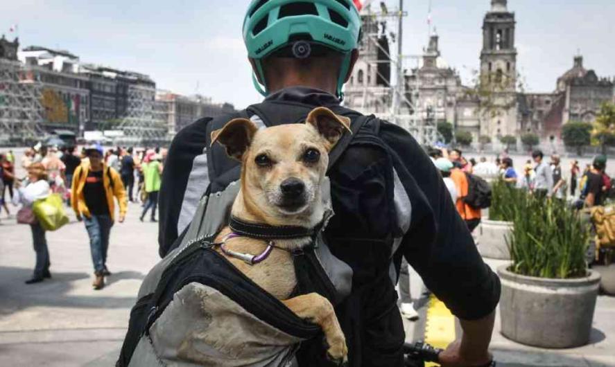 También los ‘perritos peregrinos’ recibieron agua y comida en La Villa