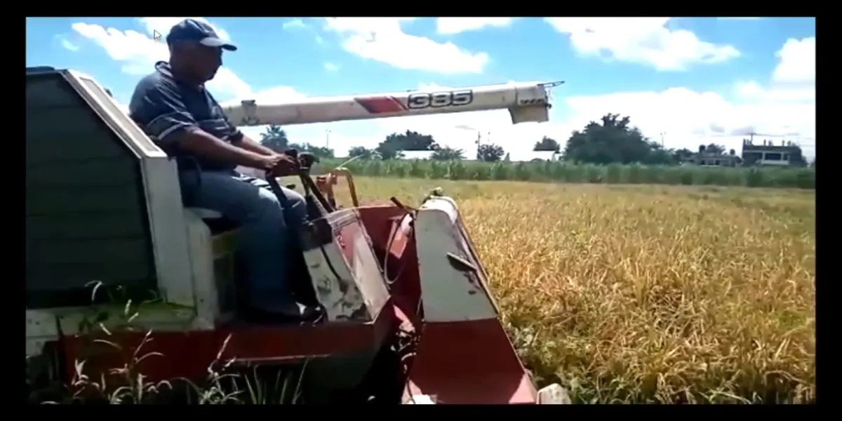 Importación de arroz extranjero, disminuye producción local hasta en 70 por ciento: productores 