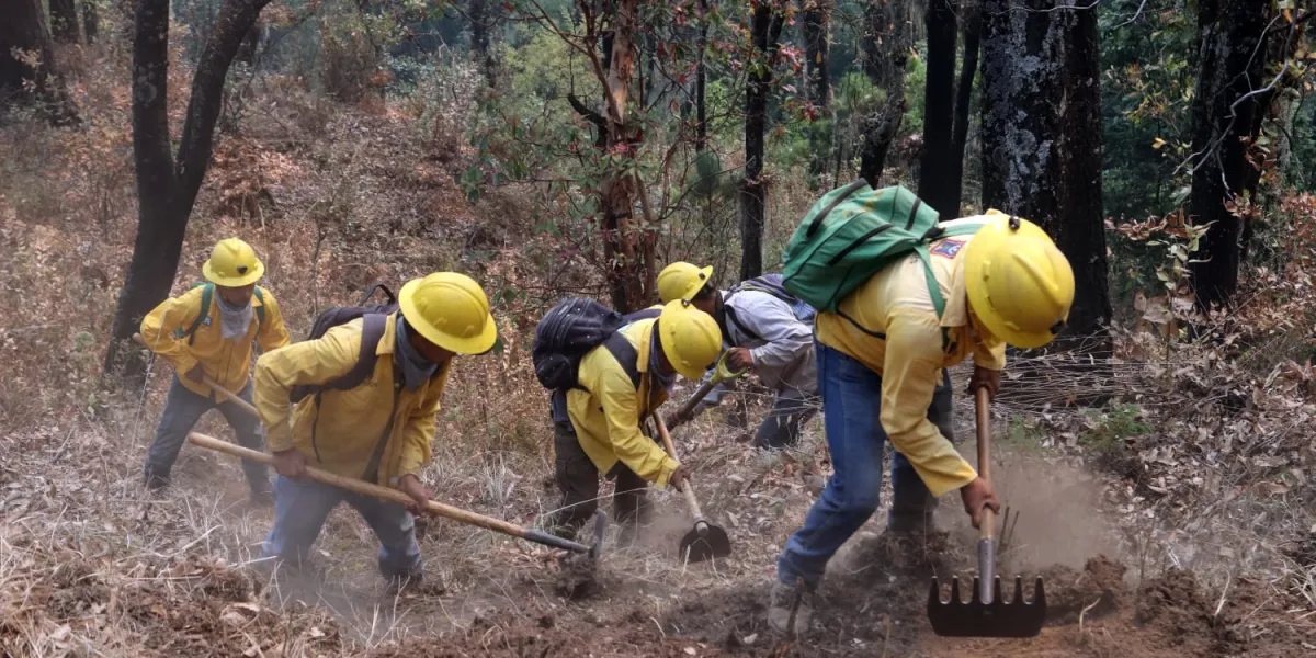 Publicó Congreso la convocatoria para el “Reconocimiento al mérito forestal en el estado de Morelos 2025”