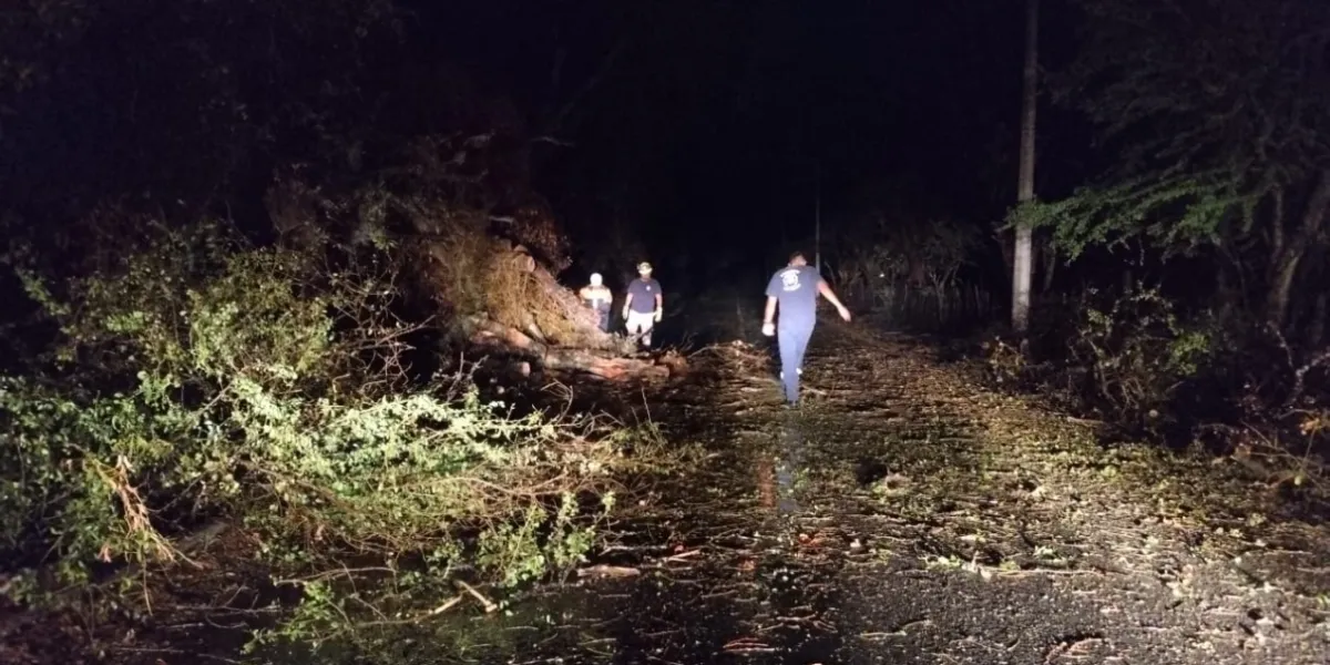 Dos árboles colapsados, saldo de intensas lluvias y vientos en Yautepec, asi lo señaló Octavio Rojas Montaño