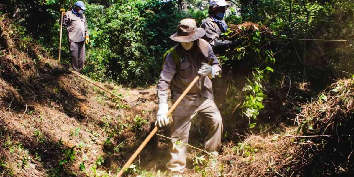 Cuernavaca pone en marcha el programa de brechas cortafuego para la preservación de bosques 