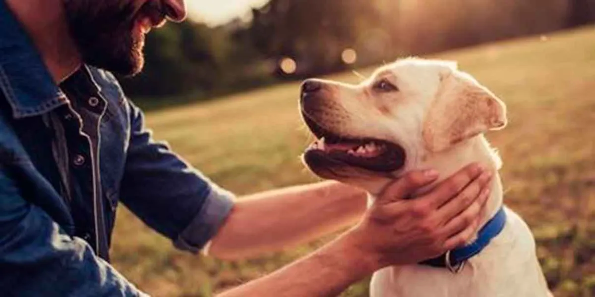Jugar con tu perro mejora tu salud mental y reduce el estrés: Estudio