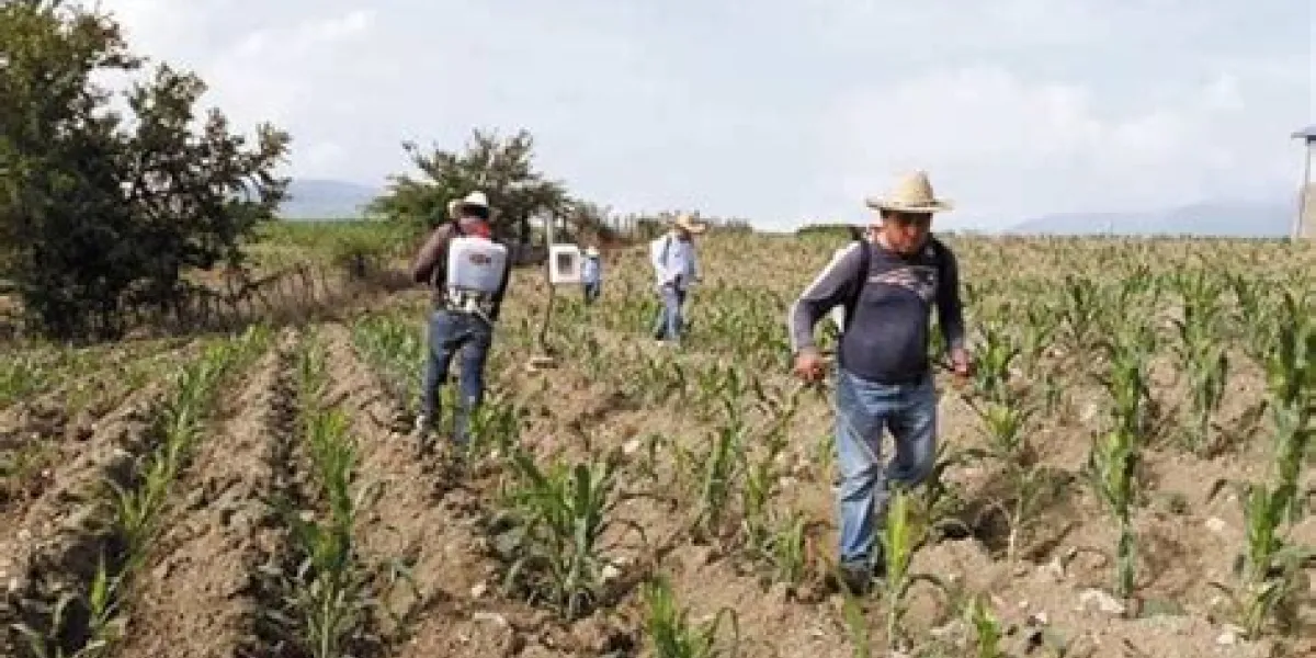 Desarrollo Agropecuario de Morelos (SEDAGRO)