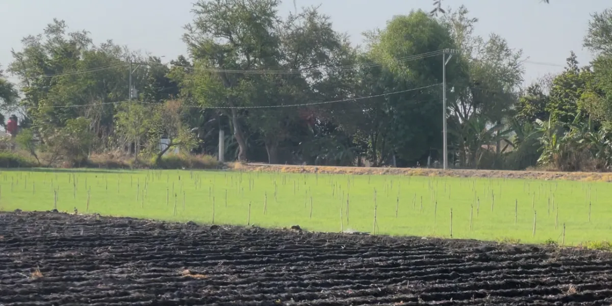 Invertirá MGS 700 millones de pesos en el campo morelense