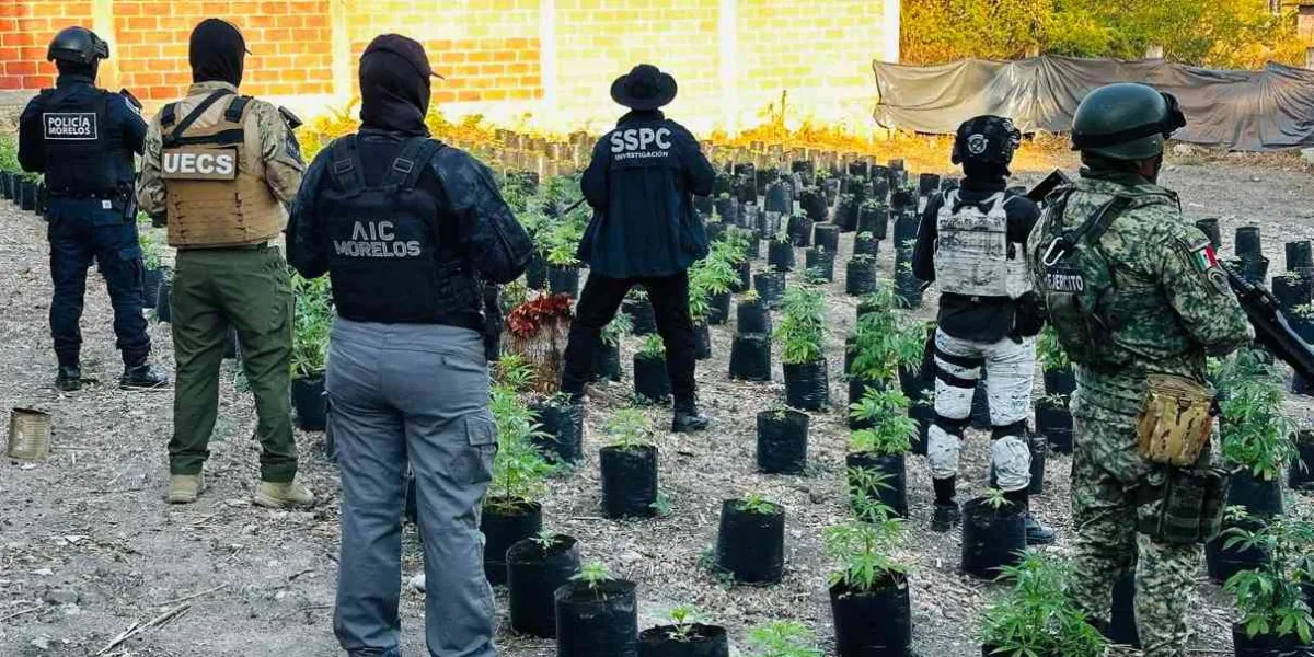 Aseguran en Ayala 481 plantas de marihuana