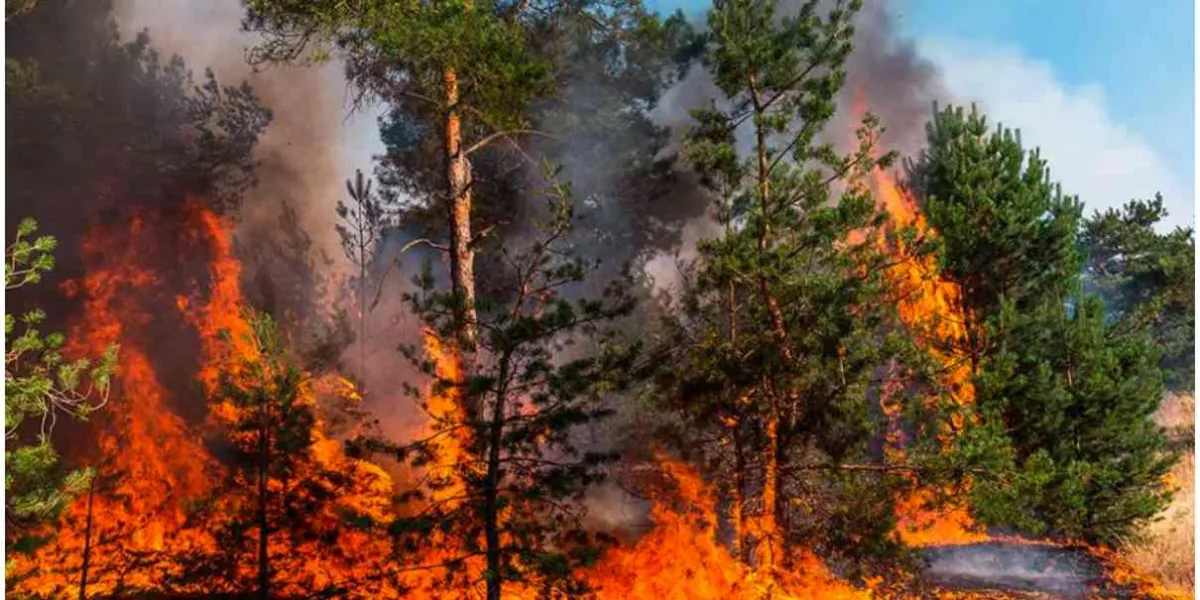 Provocados, incendios forestales: Alan Dupré