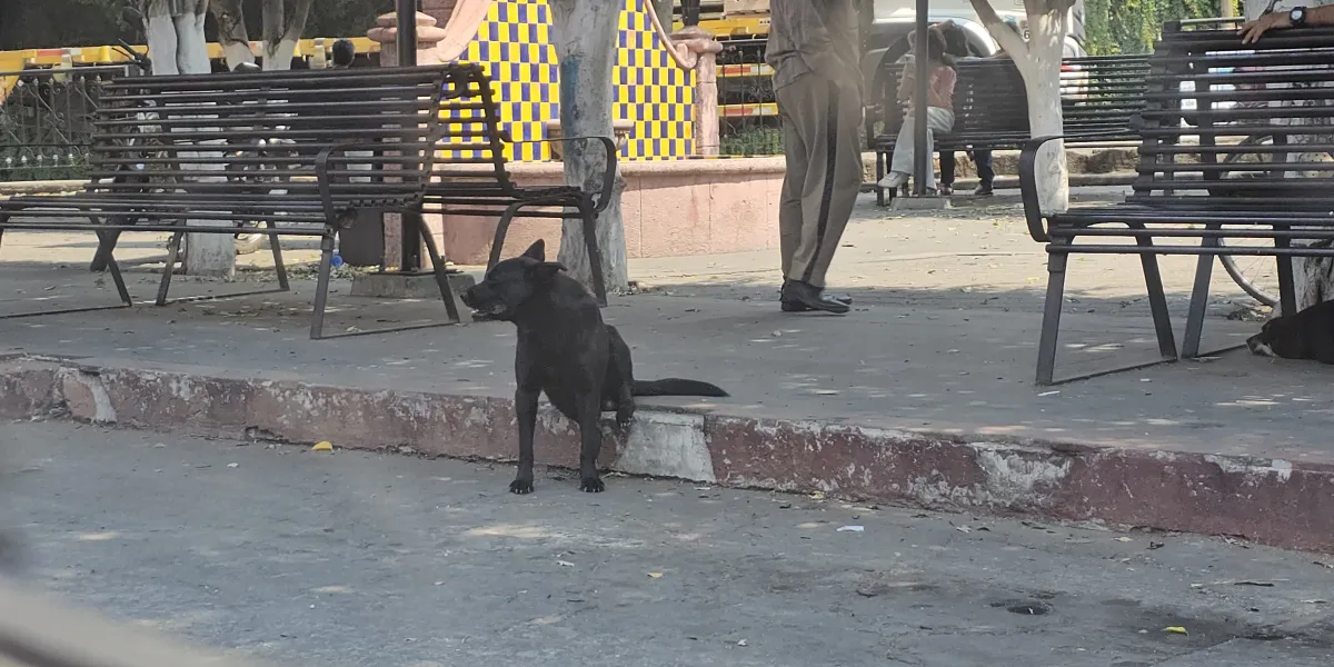 Acusaron que anteriormente había al menos hasta siete perros en situación de calle que ellas cuidaban, y que actualmente estos han desaparecido, por lo que precisaron que se busca evitar que se siga dando este maltrato animal a los perros que solo buscan protegerse del sol y el clima en esa zona 