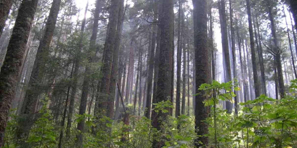 Los bosques son nuestros