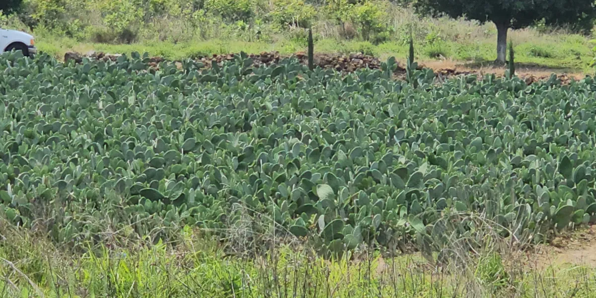 Coadyuvará gobierno de Tlayacapan en atender afectaciones de productores por granizada del fin de semana 