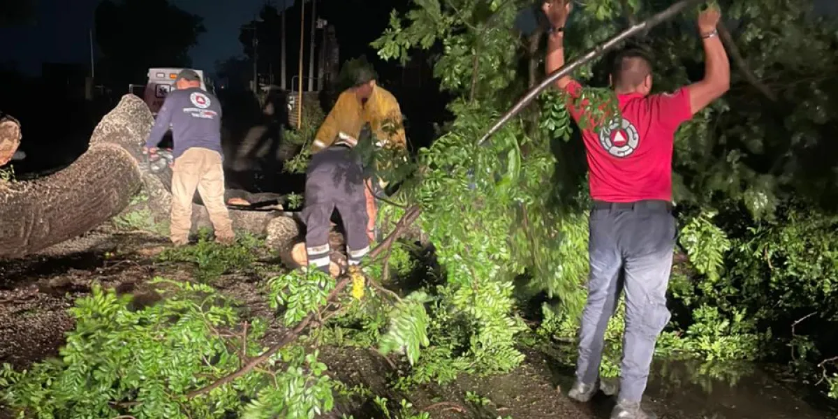 En Yautepec, colapsan 3 árboles por fuertes vientos 