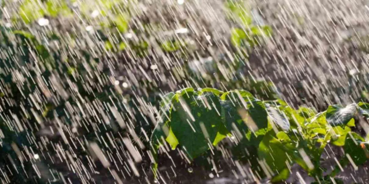 Riesgo de plagas en cultivos de maíz por exceso de lluvia