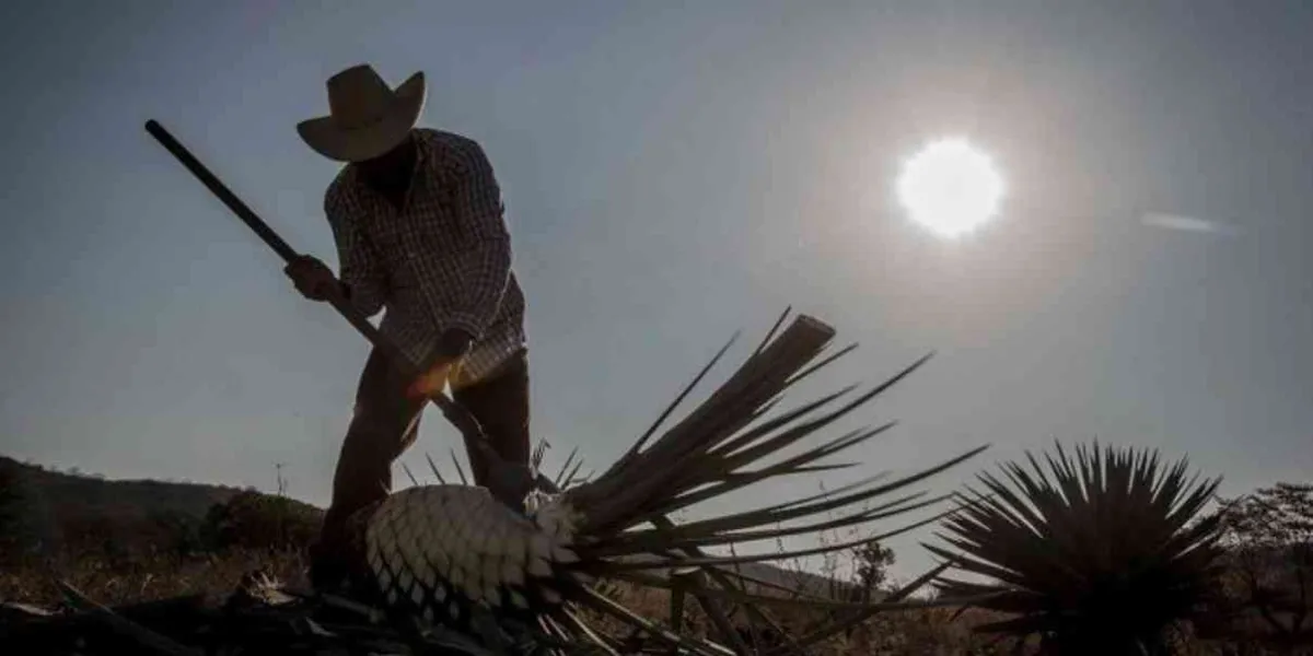 Impulsan diputados al sector mezcalero