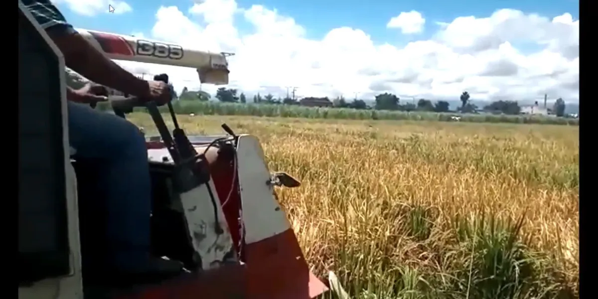 Baja la producción de arroz en Cuautla; llaman a reactivar el cultivo
