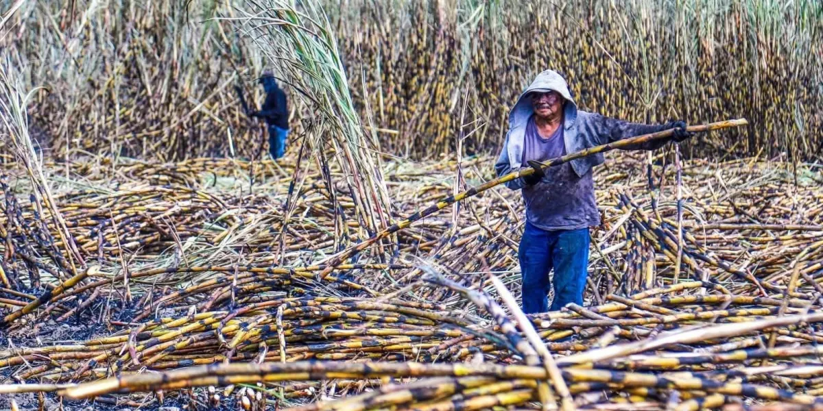 Arranca la zafra 2025-2026 con buenas expectativas en la región oriente