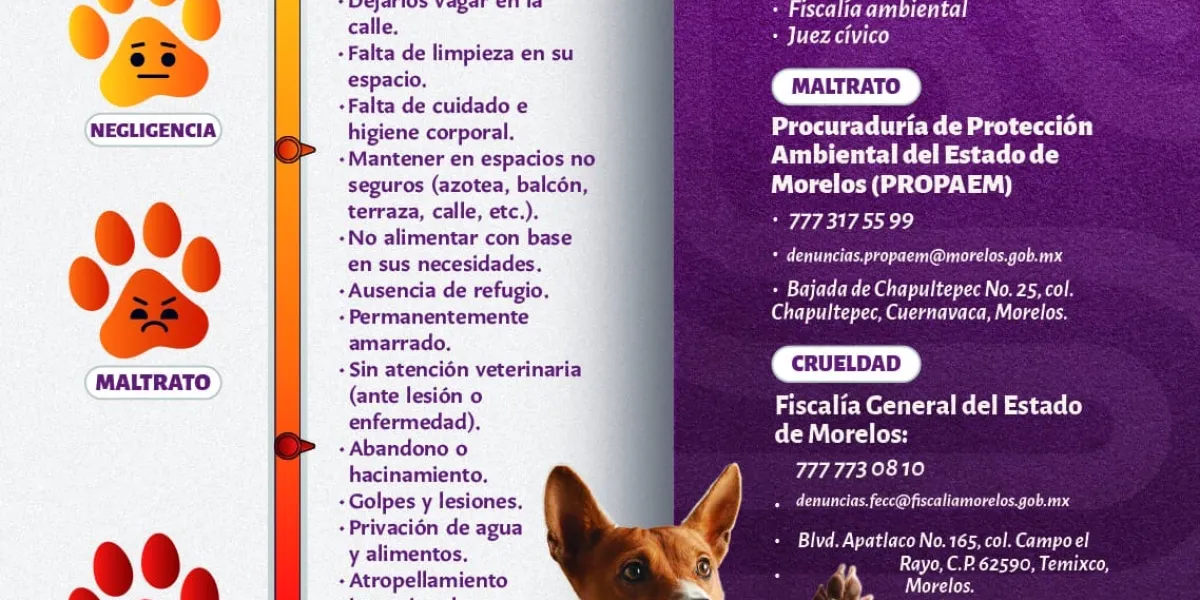 animales cuerna 