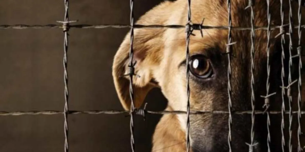 Fiscalía Ambiental de Cuernavaca investiga casos de violación sexual contra animales en 2025