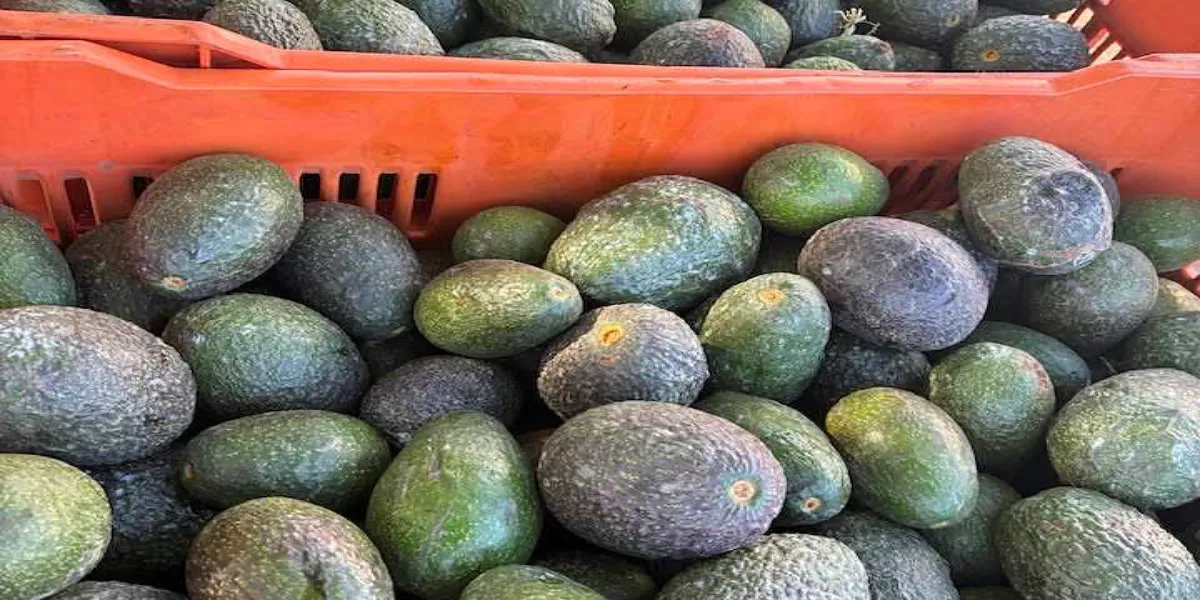 La sobreproducción de aguacate redujo precios, pero prevén aumento en el consumo por el Super Bowl y el Mundial, informó el comité estatal.