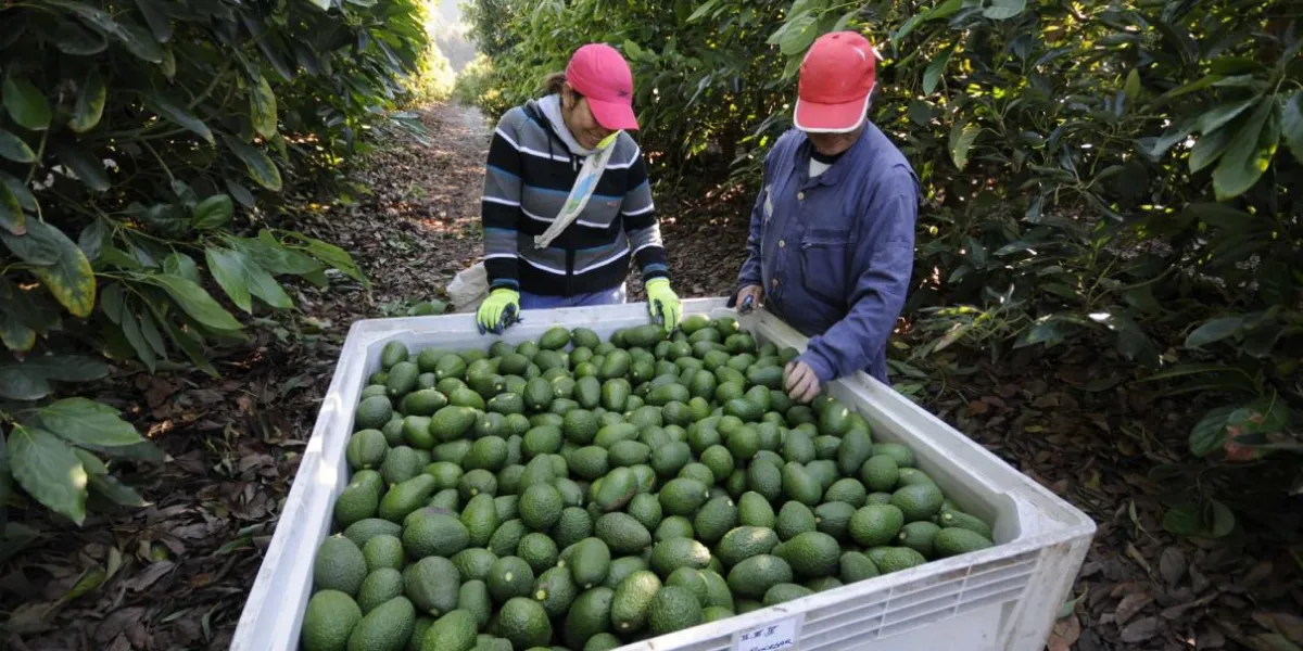 Productores de aguacate en Cuernavaca reportan pérdidas por ráfagas de viento y cortes de energía