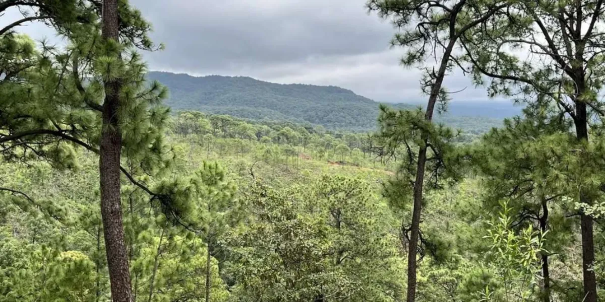 Refuerzan brigadas contra incendios forestales en bosques y Áreas Naturales Protegidas de Morelos