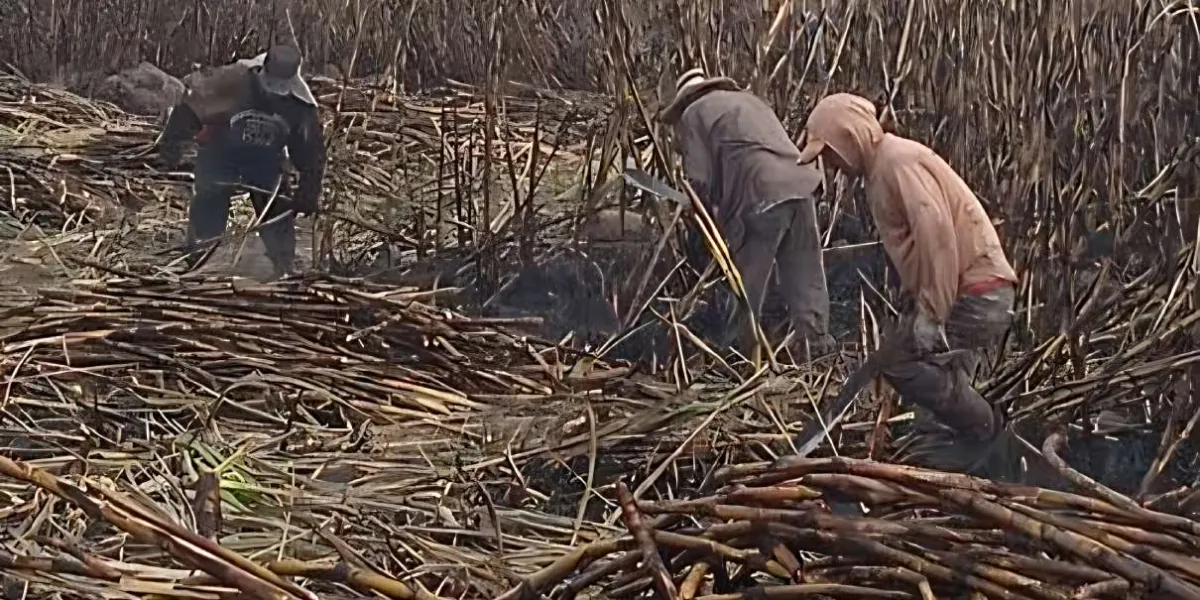 Productores de caña de la región Yautepec–Zapata enfrentan caída en precios y baja demanda de azúcar