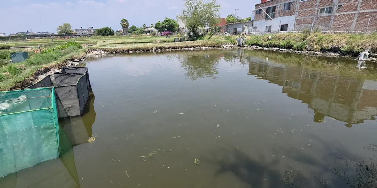 Ventas de mojarras en Santa Inés aumentan durante Semana Santa; productores ofrecen producto fresco a 150 pesos el kilo.
