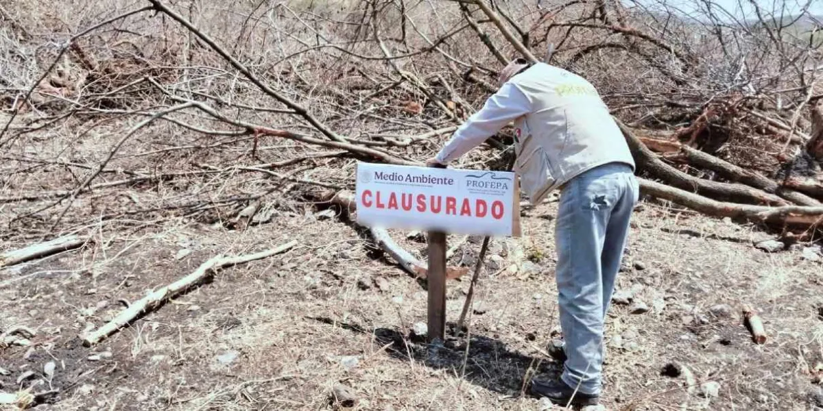Profepa clausura predio en Miacatlán por derribo ilegal de árboles nativos