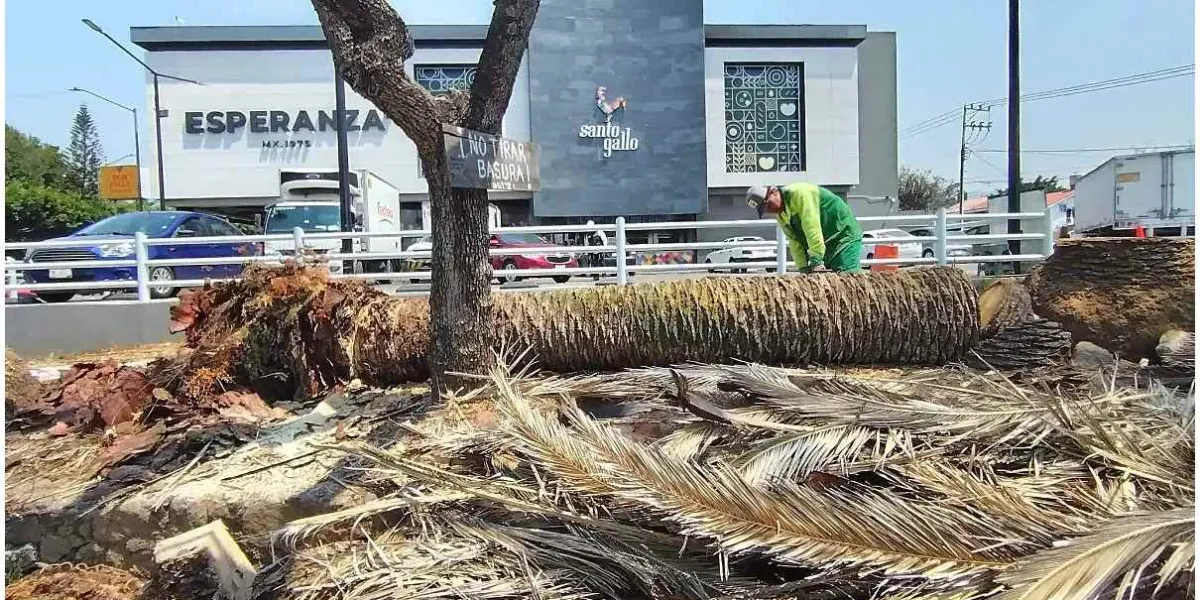Funcionario de Cuernavaca asume responsabilidad por tala de árboles en Vista Hermosa