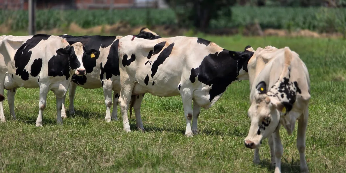 vacas cuautla