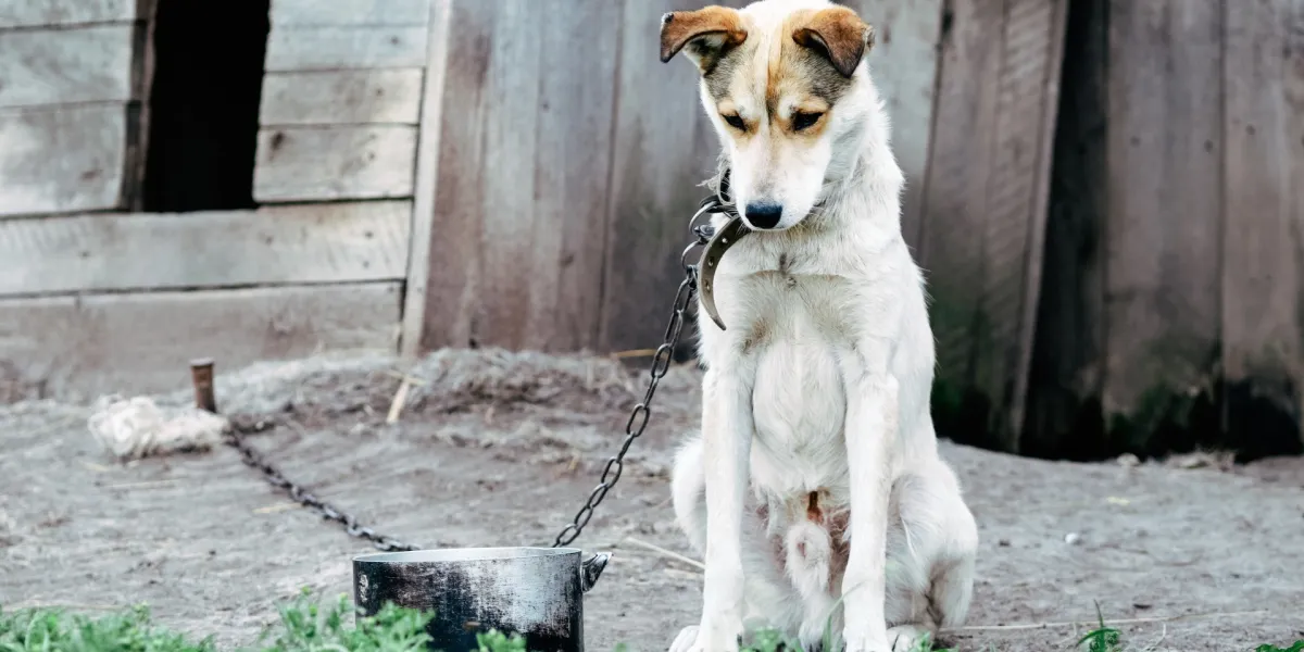 maltrato animal LDH 