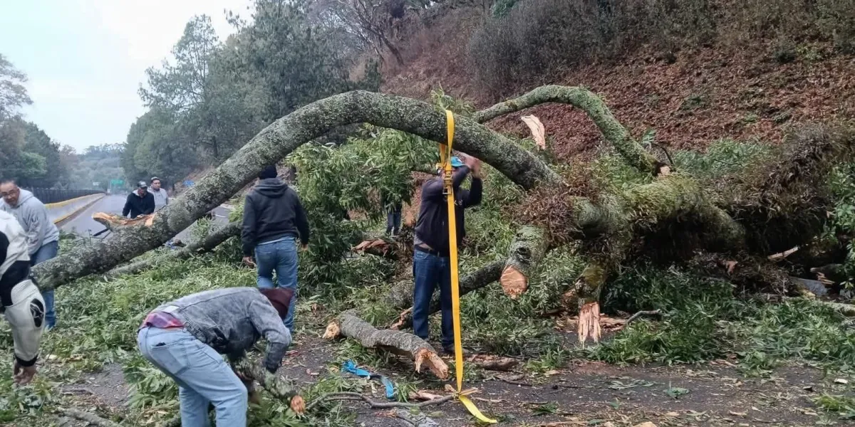 Caída árbol