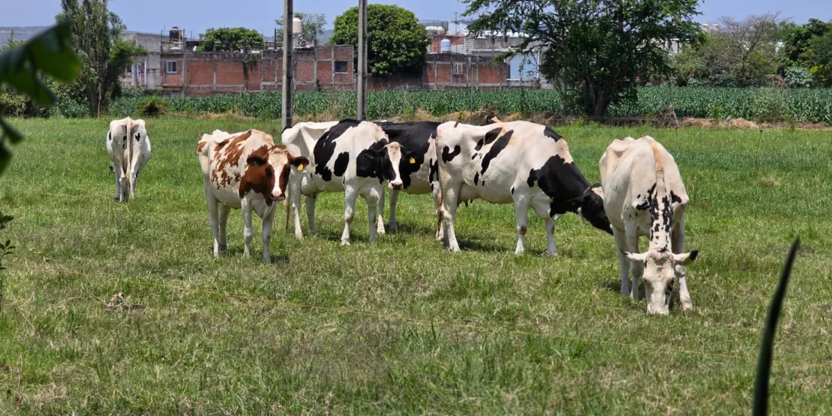 Ganaderos de Cuautla