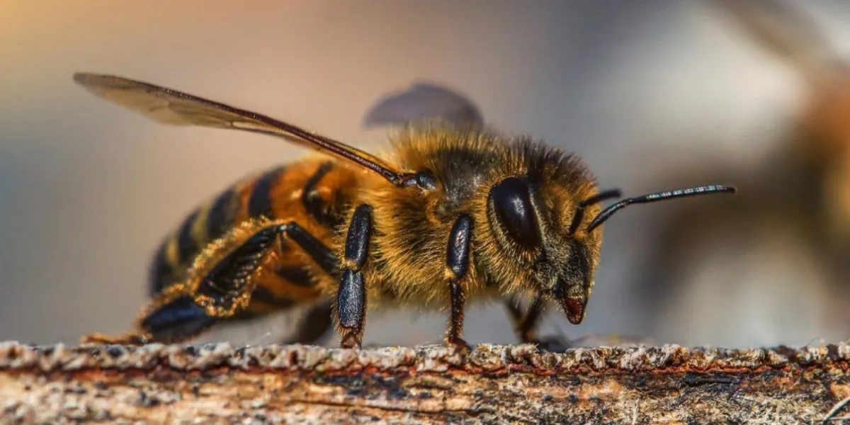 ¿Las abejas tienen derechos?
