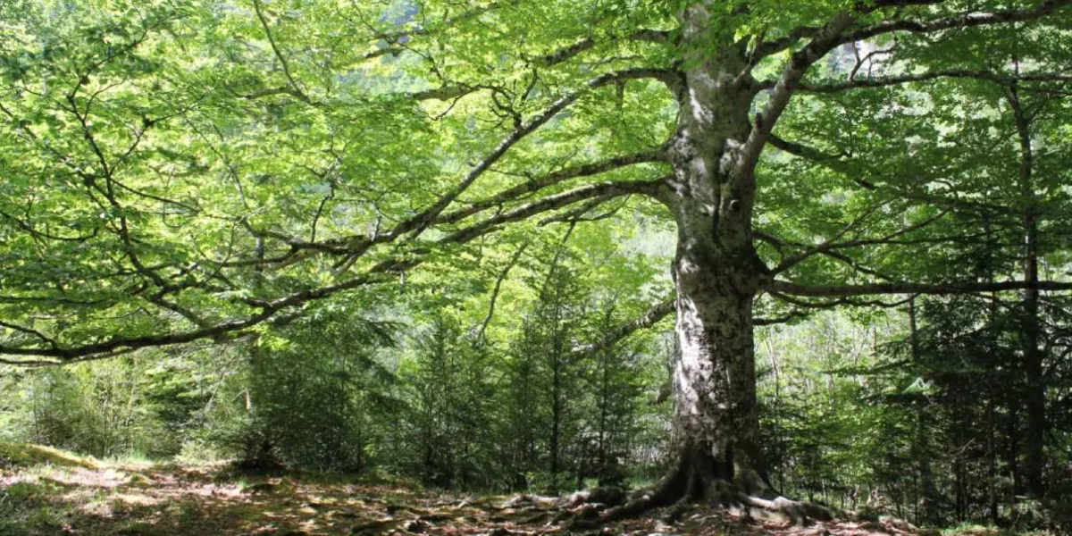 El bosque no me deja ver el árbol