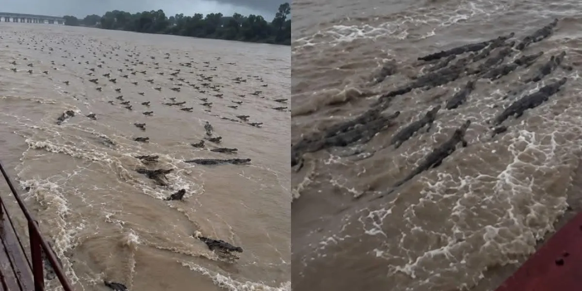 Inundaciones en la India provocan que más de 400 cocodrilos anden en las calles