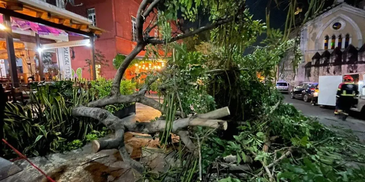 Bomberos de Cuernavaca alertan por árboles en riesgo de colapso