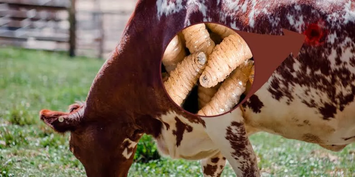 CORTESÍA