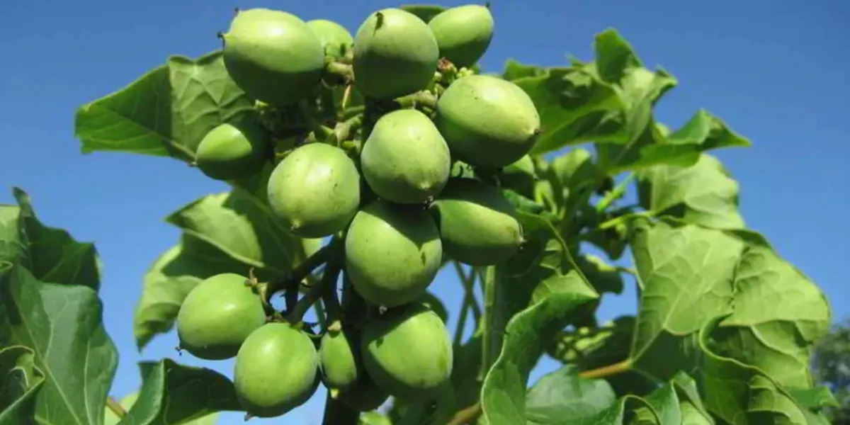 Jatropha Curcas
