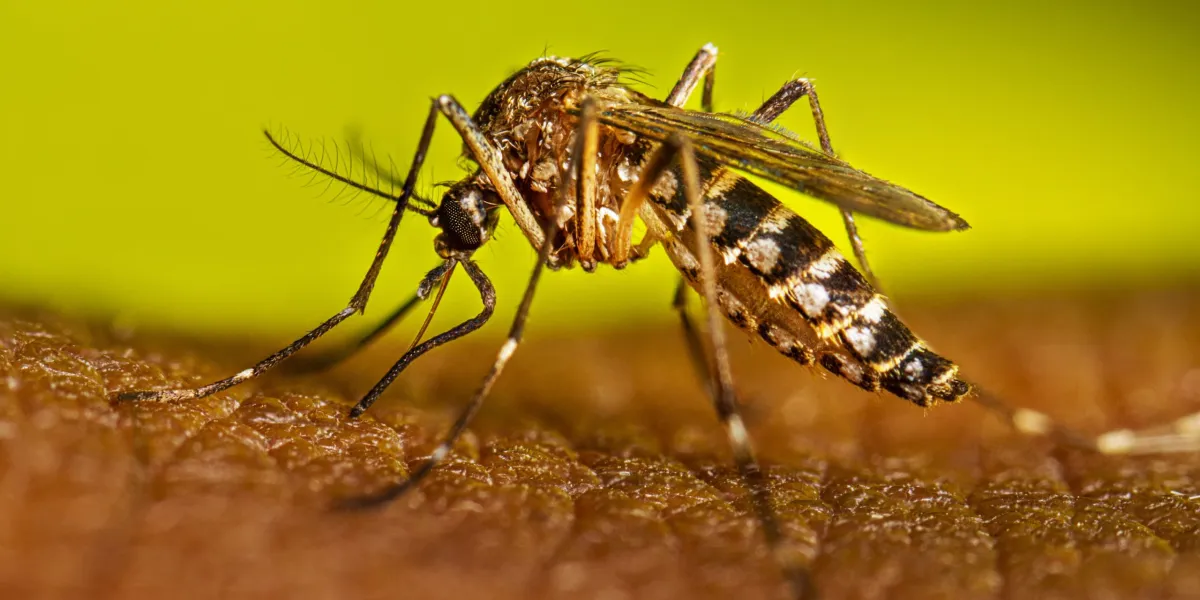 Cuernavaca llama a eliminar criaderos de mosquitos durante la temporada de lluvias para prevenir el dengue con acciones de limpieza y prevención desde casa.